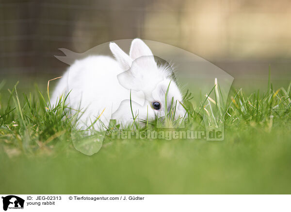 young rabbit / JEG-02313