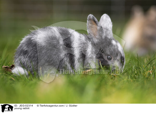 junges Kaninchen / young rabbit / JEG-02314
