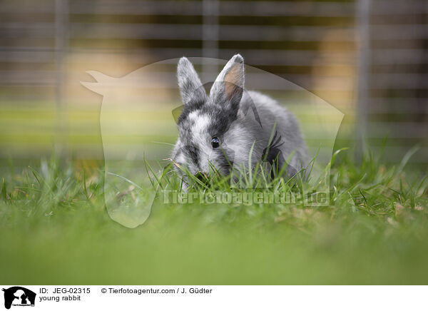 young rabbit / JEG-02315