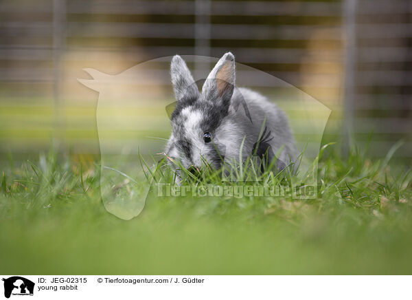 junges Kaninchen / young rabbit / JEG-02315