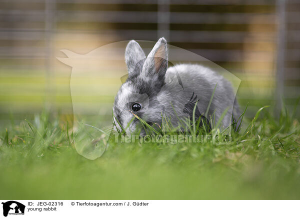 junges Kaninchen / young rabbit / JEG-02316