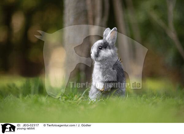 junges Kaninchen / young rabbit / JEG-02317