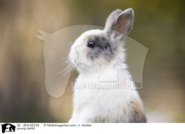 junges Kaninchen / young rabbit / JEG-02318