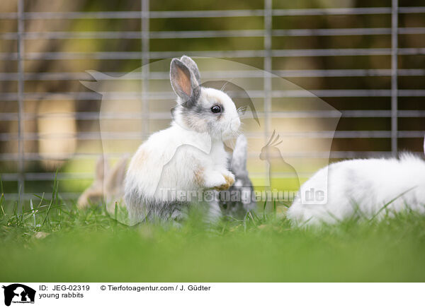 junge Kaninchen / young rabbits / JEG-02319