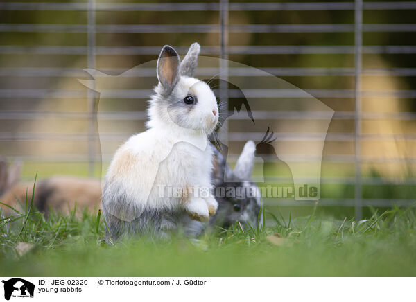 junge Kaninchen / young rabbits / JEG-02320