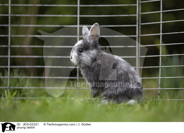 junges Kaninchen / young rabbit / JEG-02321