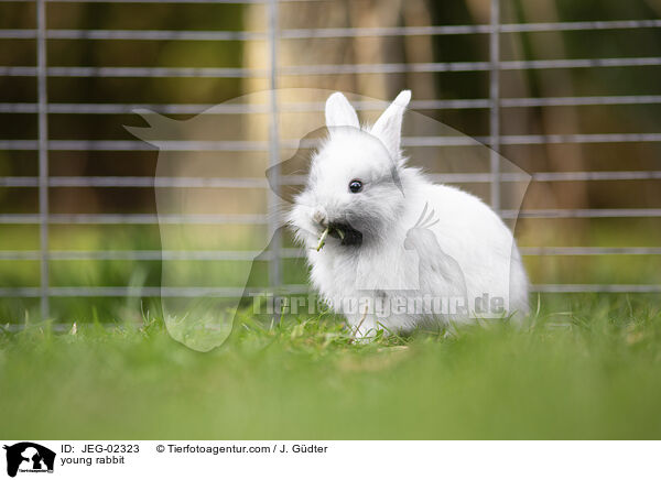 young rabbit / JEG-02323