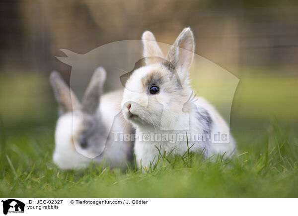 young rabbits / JEG-02327