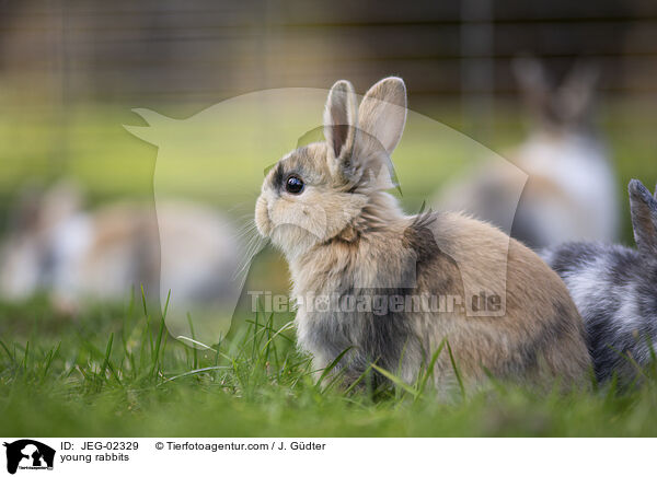junge Kaninchen / young rabbits / JEG-02329