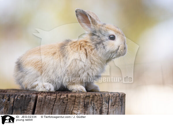 junges Kaninchen / young rabbit / JEG-02334