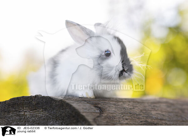young rabbit / JEG-02336