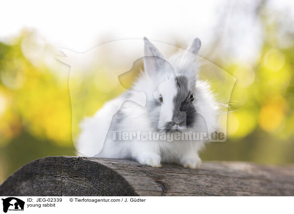 junges Kaninchen / young rabbit / JEG-02339