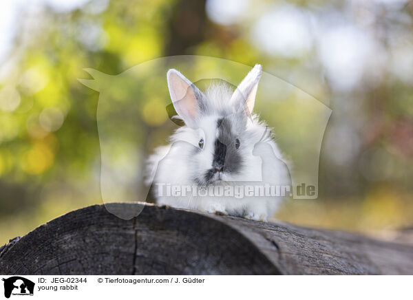 young rabbit / JEG-02344