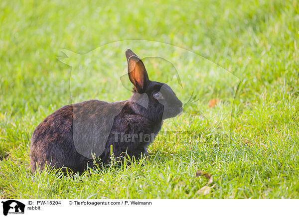 rabbit / PW-15204
