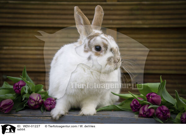 rabbit / WDV-01227