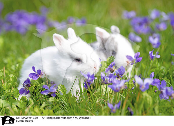 Kaninchen Babies / bunny babys / MAW-01320