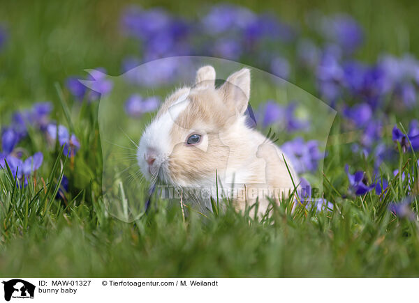 Kaninchen Baby / bunny baby / MAW-01327