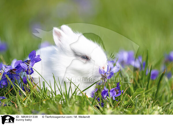Kaninchen Baby / bunny baby / MAW-01338