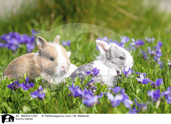 bunny babys / MAW-01340