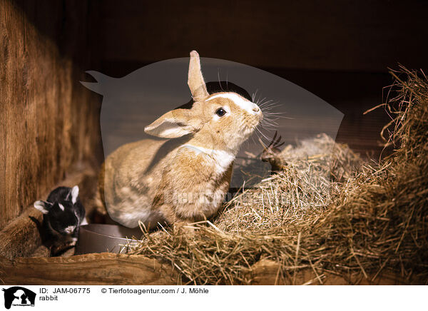 Kaninchen / rabbit / JAM-06775