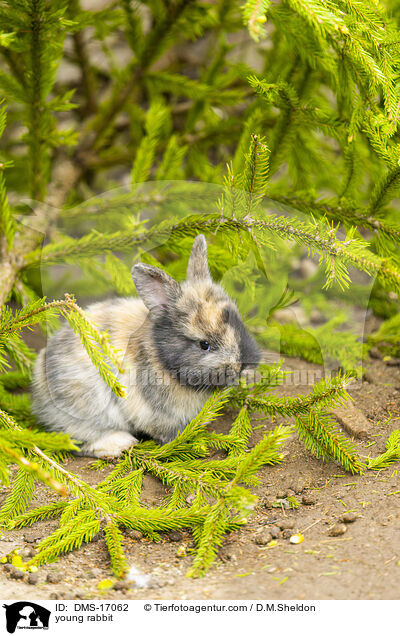 junges Kaninchen / young rabbit / DMS-17062