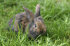 bunny in the meadow