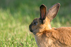 bunny portrait