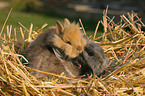 dwarf rabbit