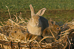 rabbits