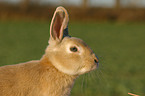 rabbit portrait