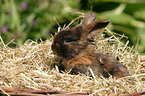 young rabbit