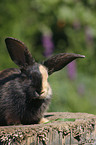 Rabbit Portrait