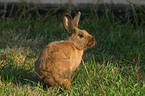 rabbit in the meadow