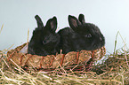 young bunnies in the basket