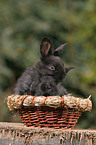 young bunnies in the basket