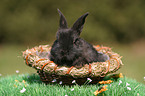 young bunny in the basket