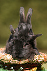 young bunnies in the basket