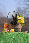 young bunny in the basket