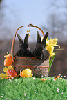 young bunnies in the basket