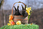 young bunnies in the basket