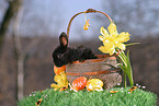 young bunny in the basket