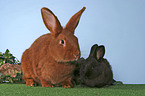 rabbits