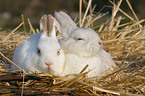 dwarf rabbit