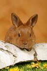 young rabbit