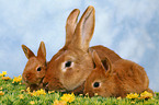 rabbits