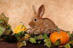 bunny in basket