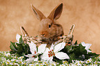 bunny in basket