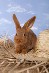 red bunny