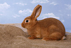 red bunny