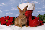 christmas bunny